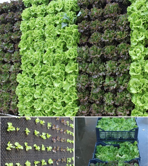 jardim vertical sistema arcovertical obra selecionada 11