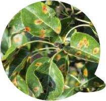 substituicao especimes 1